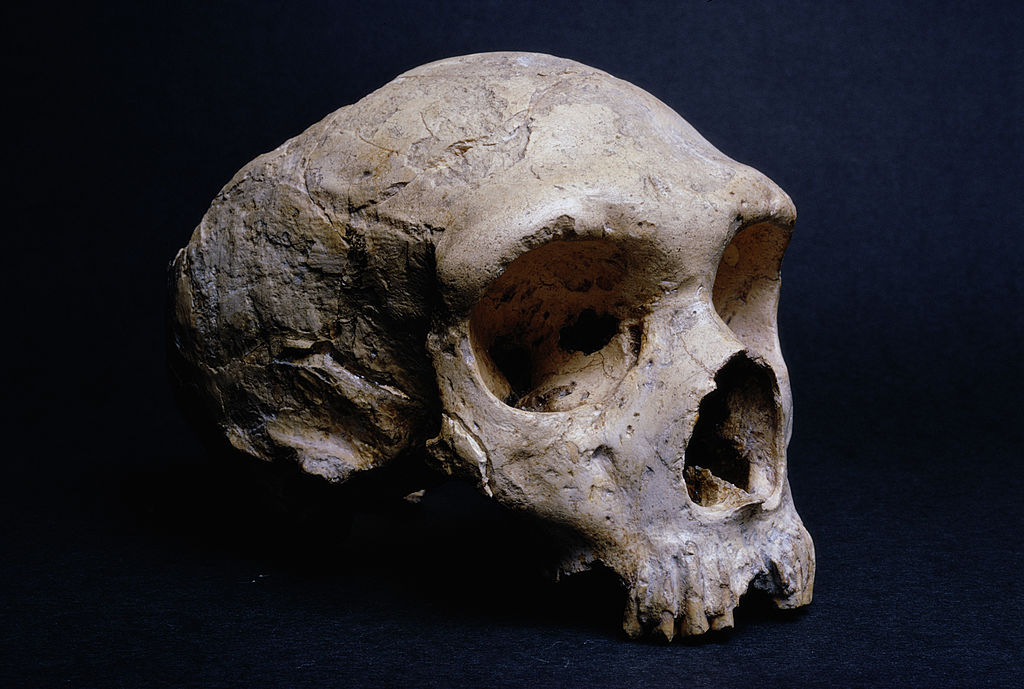【写真】ネアンデルタール人の頭蓋骨
