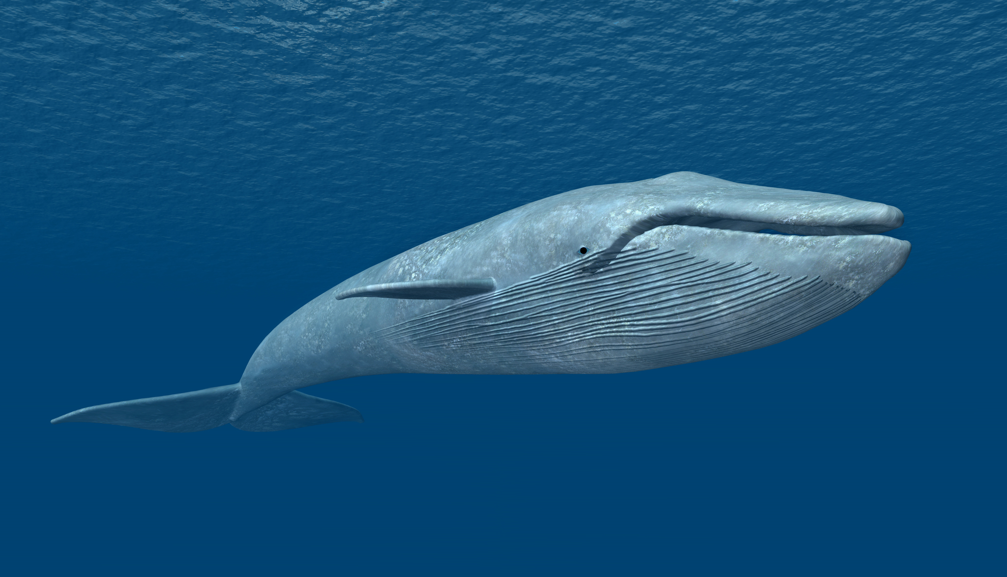 【写真】シロナガスクジラ