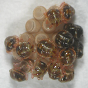 [図2]卵殻表面から共生細菌を獲得中のチャバネアオカメムシの孵化幼虫