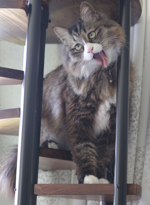 お手製のらせん階段式のキャットタワーは、猫たちもお気に入り。妖怪みたいな顔で喜んでいます（笑）。写真/中川ちさ