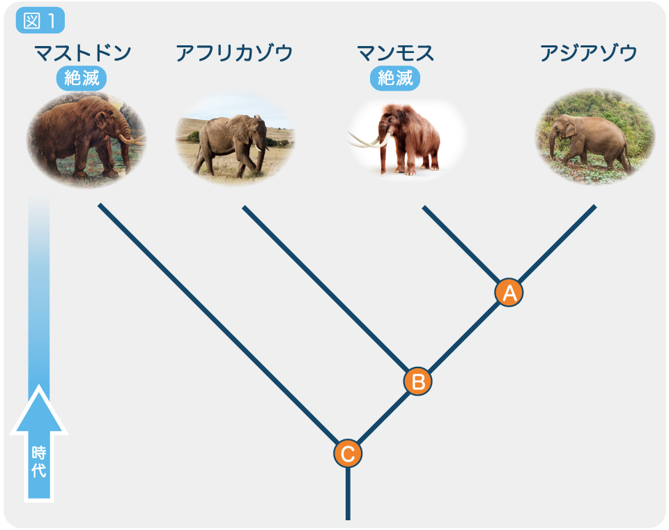 【図】ゾウの進化的関係
