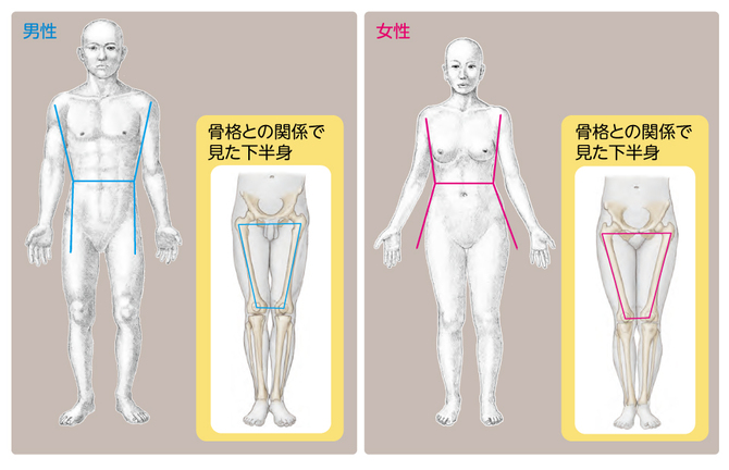 全絵描き必見 美術解剖学 を知ると人体がリアルに描ける理由 金井 裕也 からだとこころ編集部 ブルーバックス 講談社 3 4