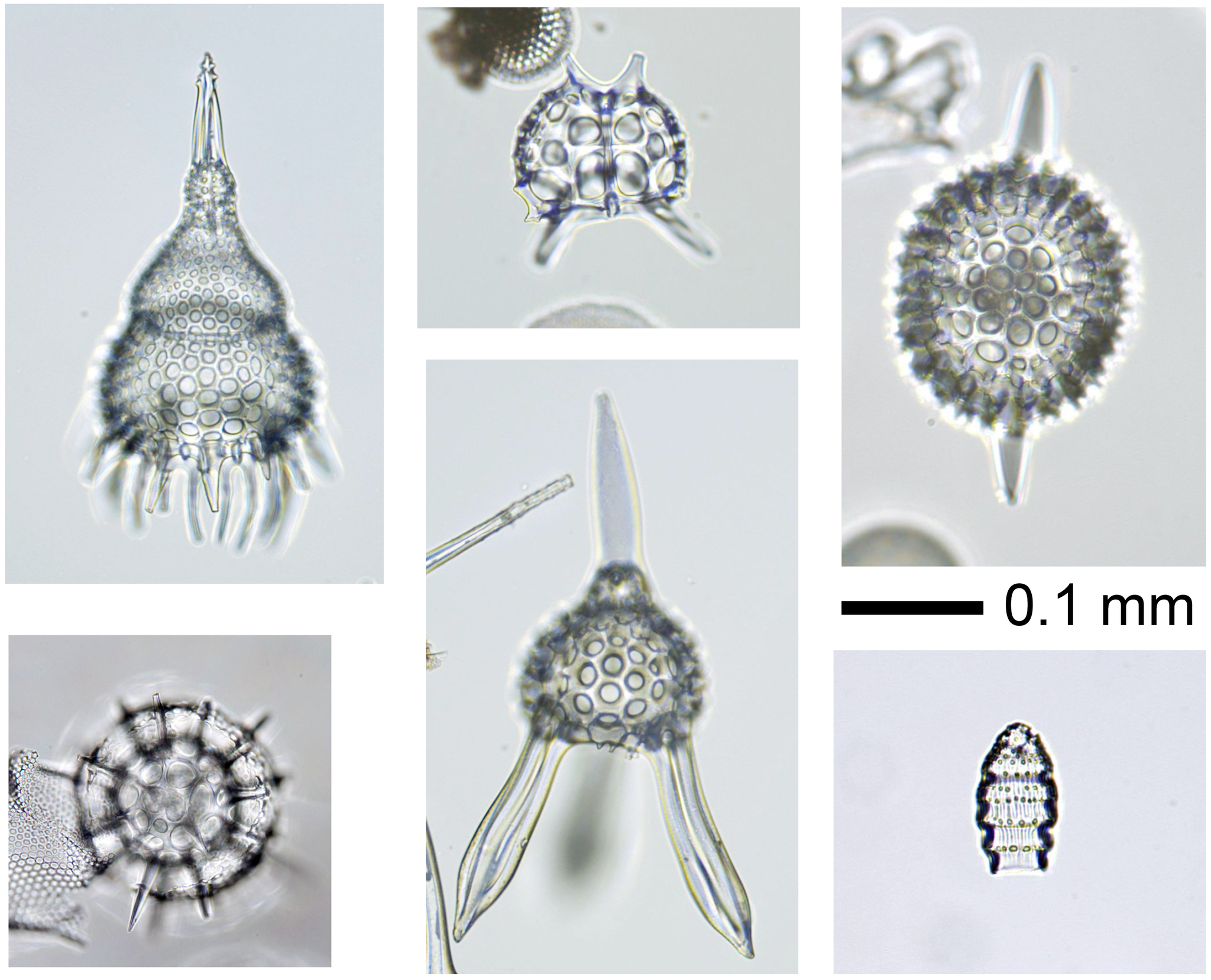 【写真】放散虫の顕微鏡写真