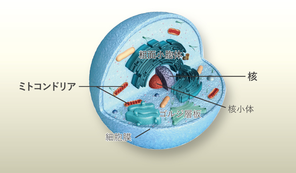 【図】動物細胞（核とミトコンドリア）