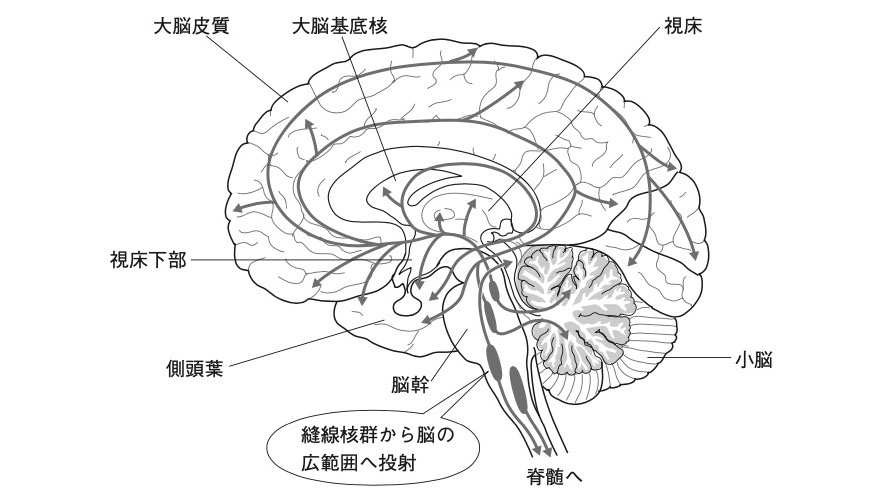 【図】セロトニンを脳の広範囲に放出する脳幹の縫線核