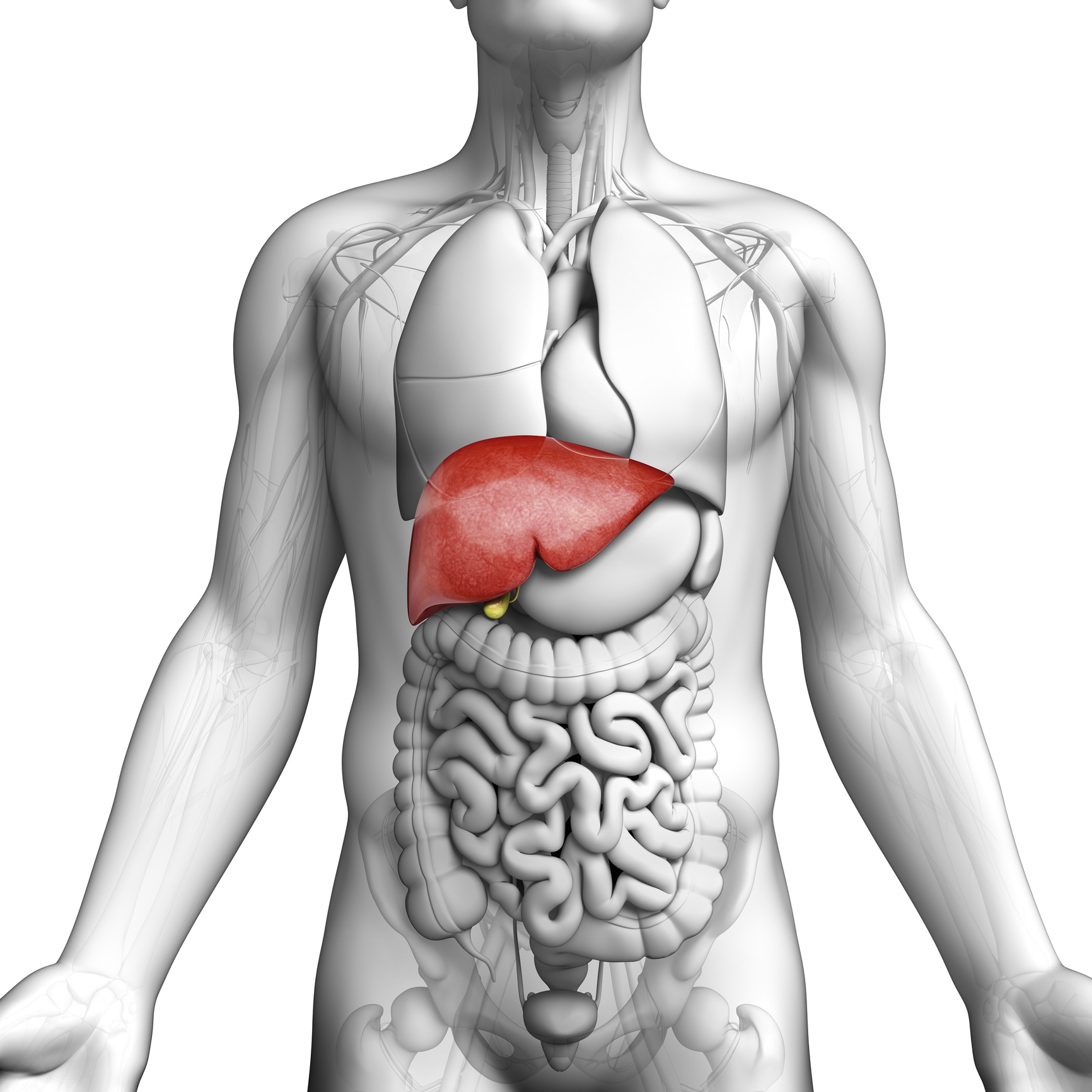 【写真】肝臓、その位置と形
