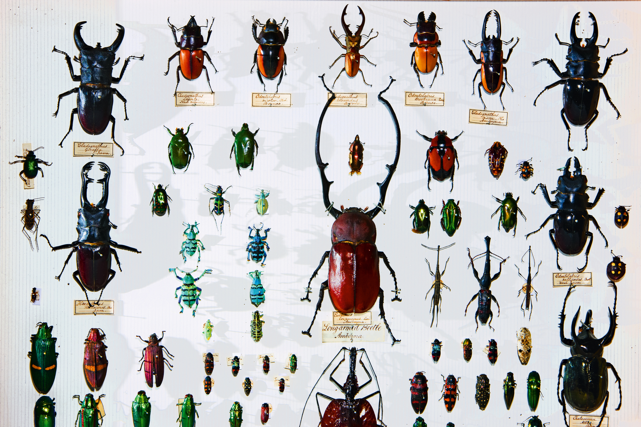 【写真】ウォレス作甲虫の標本