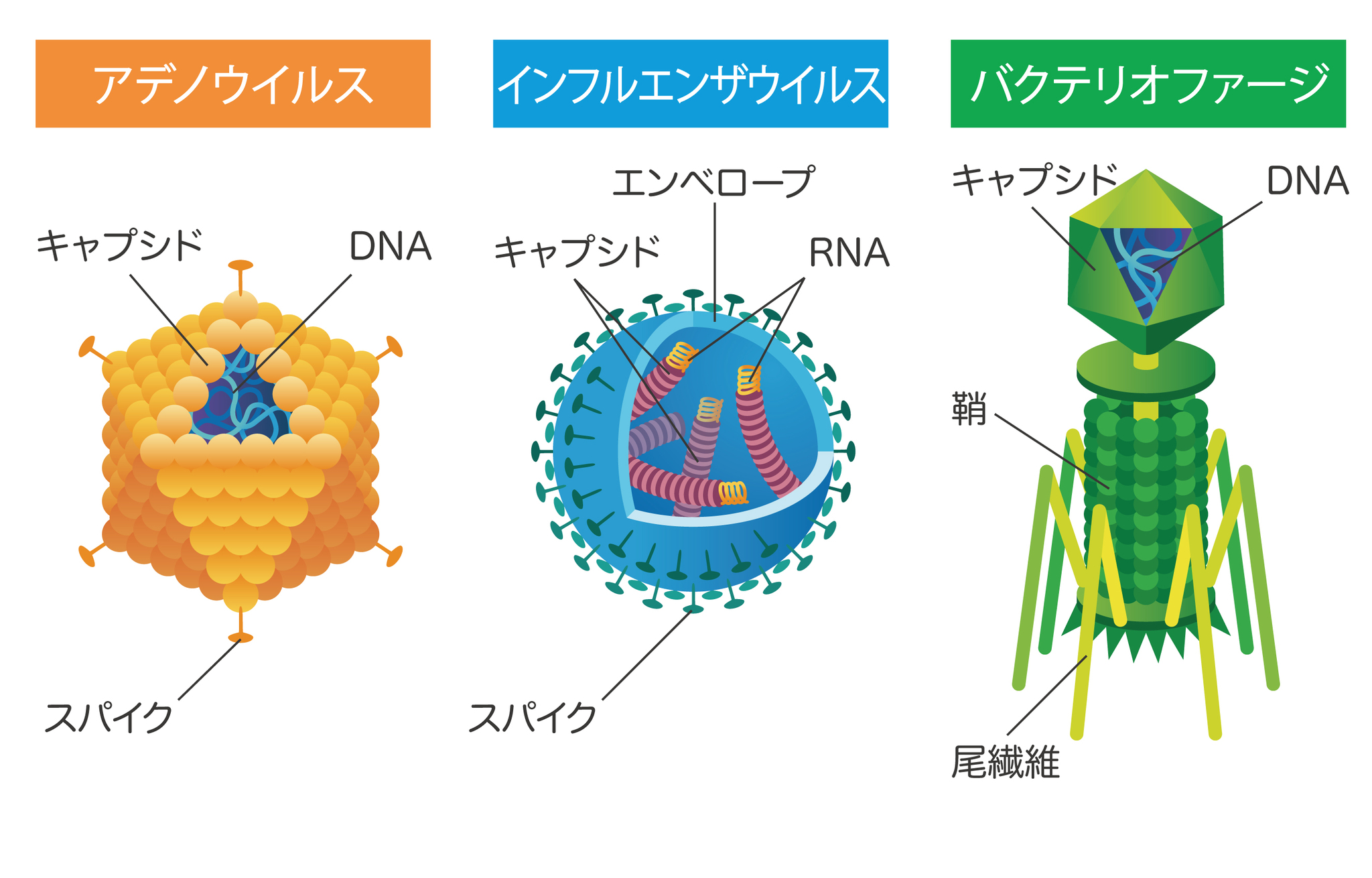 【図】ウイルスの構造の例