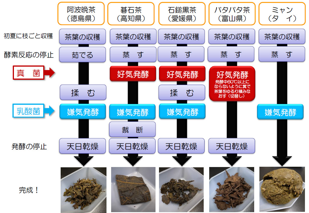 図2：それぞれの後発酵茶（微生物発酵茶）の製法