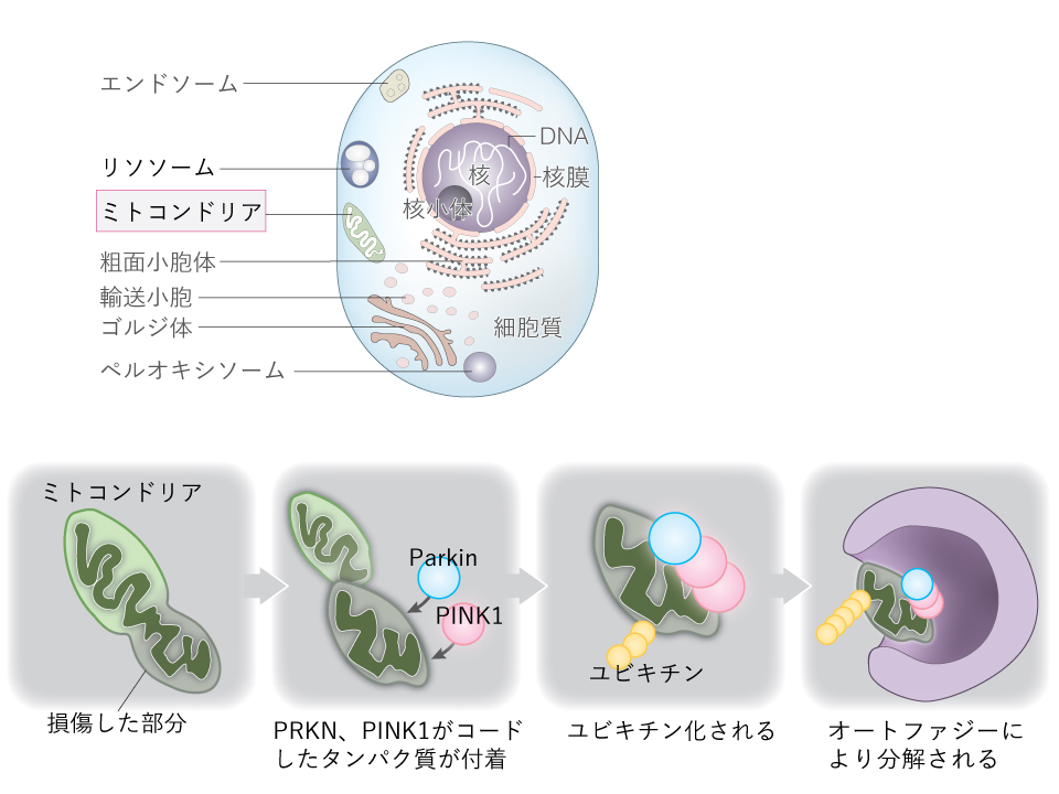 【図】真核生物の細胞（ミトコンドリア）と、PRKNの作用