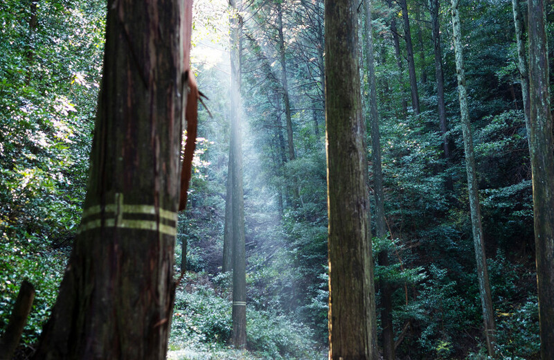 聖地を撮り続ける写真家が伊勢神宮で見た「手つかずの森」と水の豊かさ