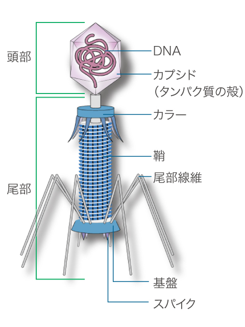 【図】バクテリア・ファージ