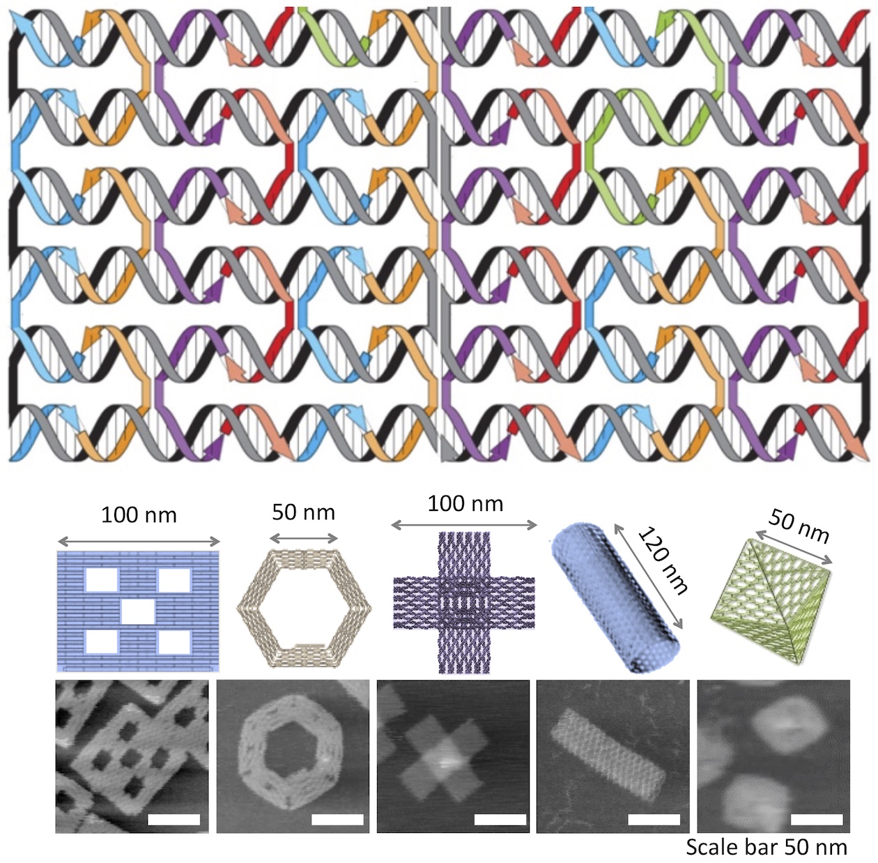 【図・写真】DNAオリガミの模式図と原子間力顕微鏡（AFM）で観察した写真