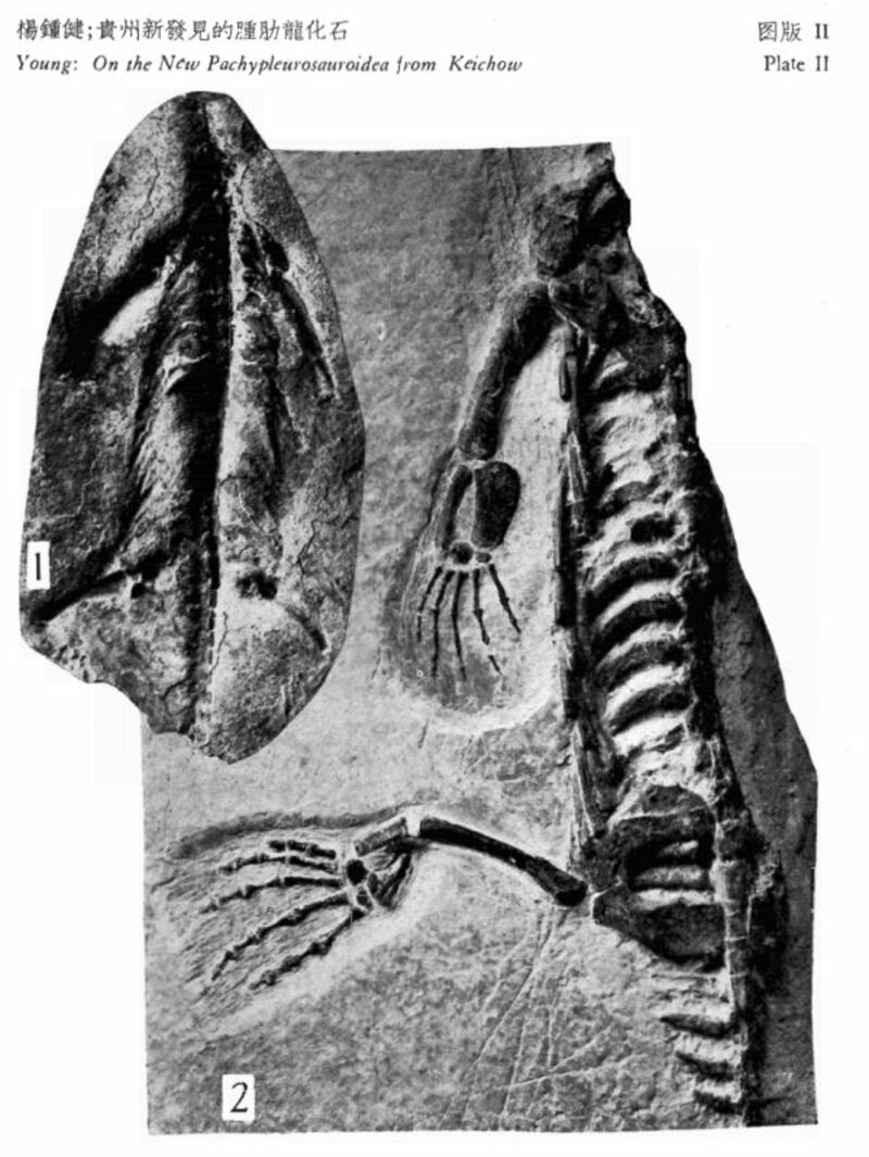 ケイチョウサウルスの化石標本