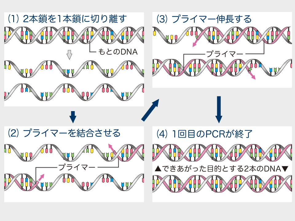 【図】PCR法の原理
