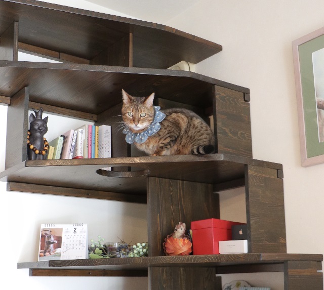気がつけば猫がいる本棚。写真/中川ちさ
