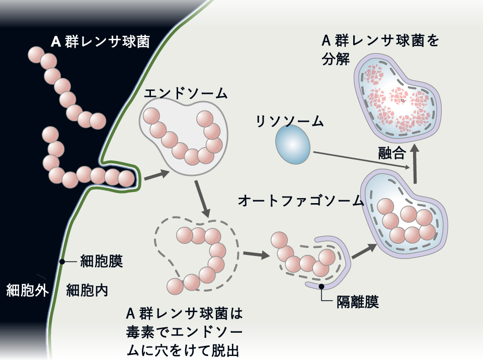 【図】オートファジーによるＡ群レンサ球菌の除去