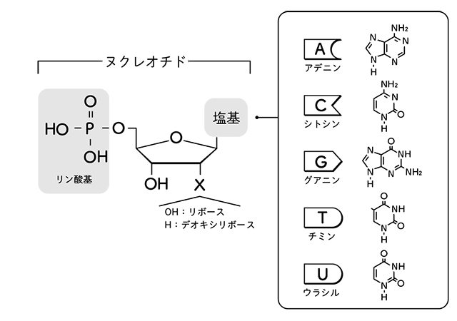 【図】ヌクレオチドと核酸の構造
