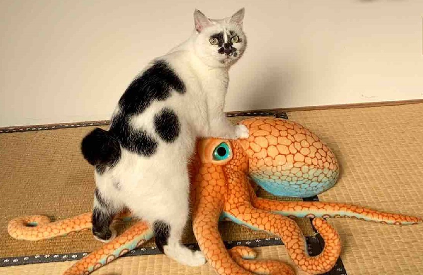 SNSでバズる、熱海の人気猫のミチルちゃんと蛸。写真提供/Muddy Cat（山村さん）