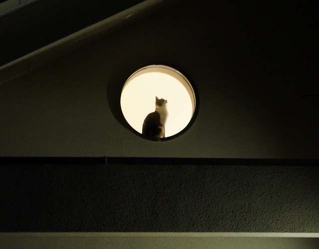カーテンレールにキャットウォークを置いたらこんな幻想的な写真が撮れるように。窓に映った姿はまるで「月に猫」。写真/中川ちさ