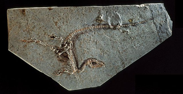 シノサウロプテリクスの化石