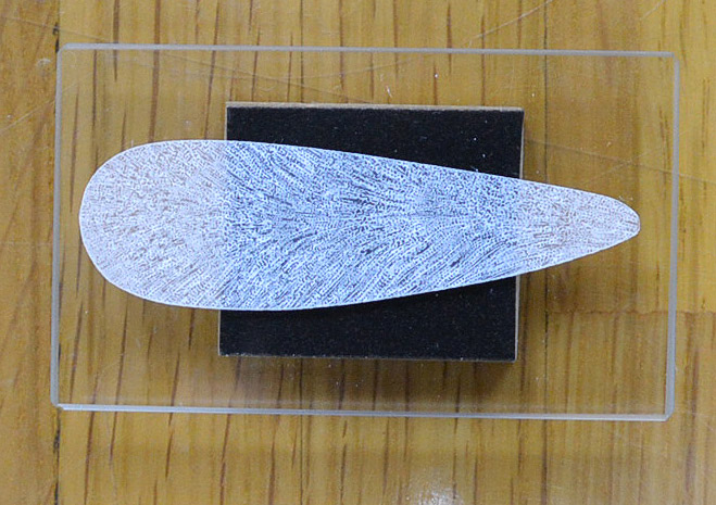 写真1：化石サンゴを透けるほど薄く削って作った翅（はね）