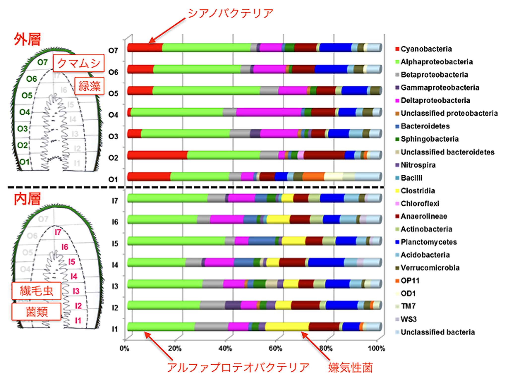 【図（グラフ）】コケ坊主の模式断面図・リボソームRNAの出現頻度