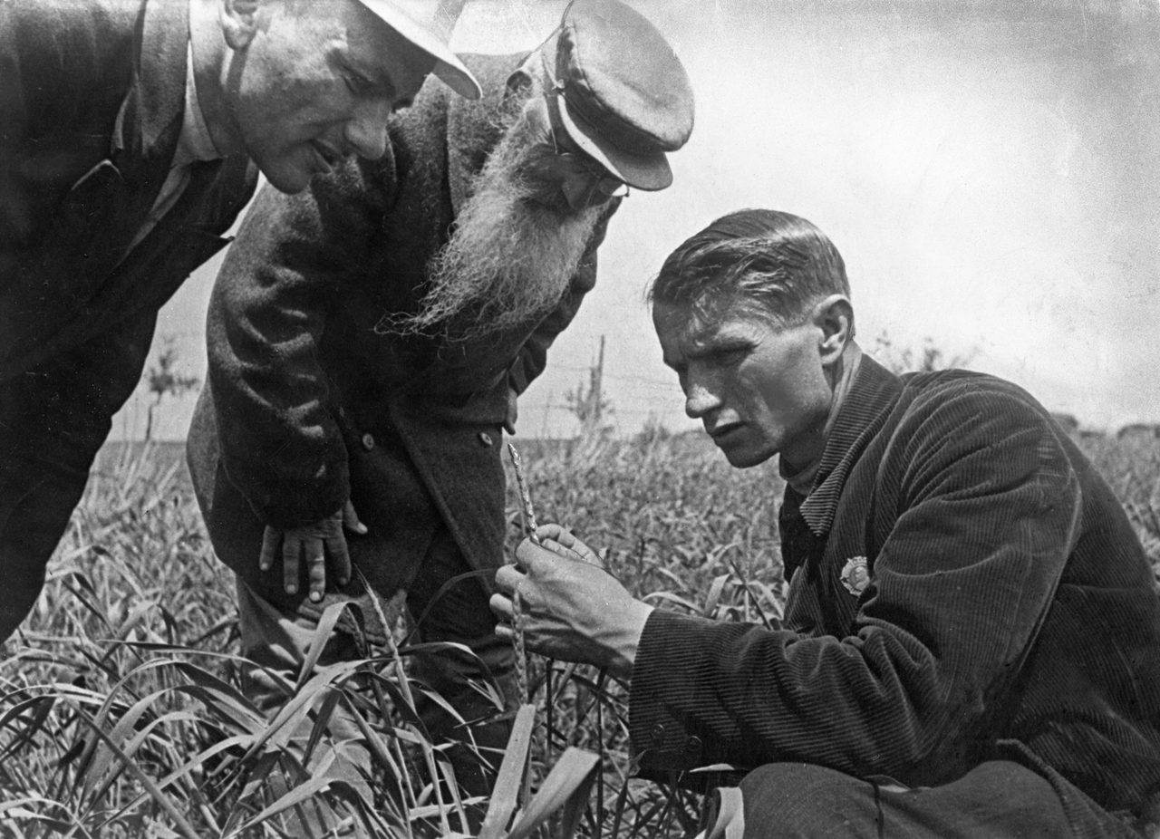 [写真]1930年代、故郷ウクライナの小麦畑で穂の成長を計測する当時30代のルイセンコ（右下）と、熱心に見守る農家の老人（Photo by GettyImages）