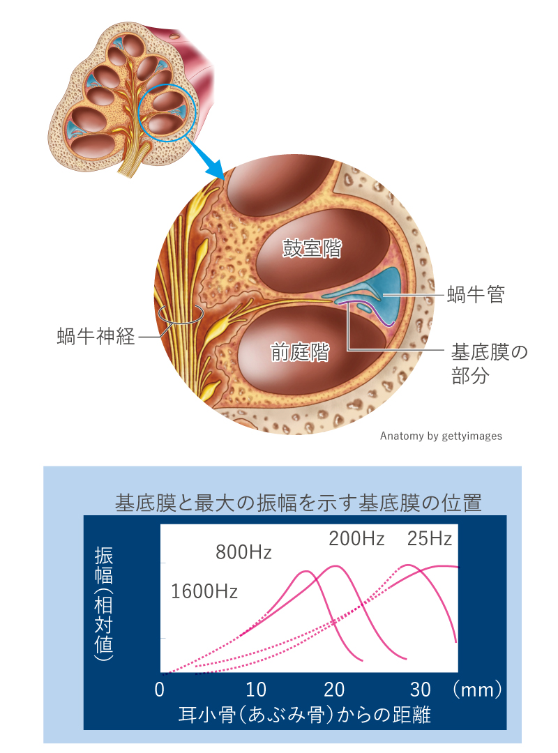 【図】基底膜の振動特性