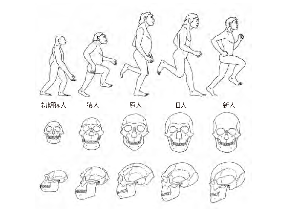 【図】人類進化の5段階
