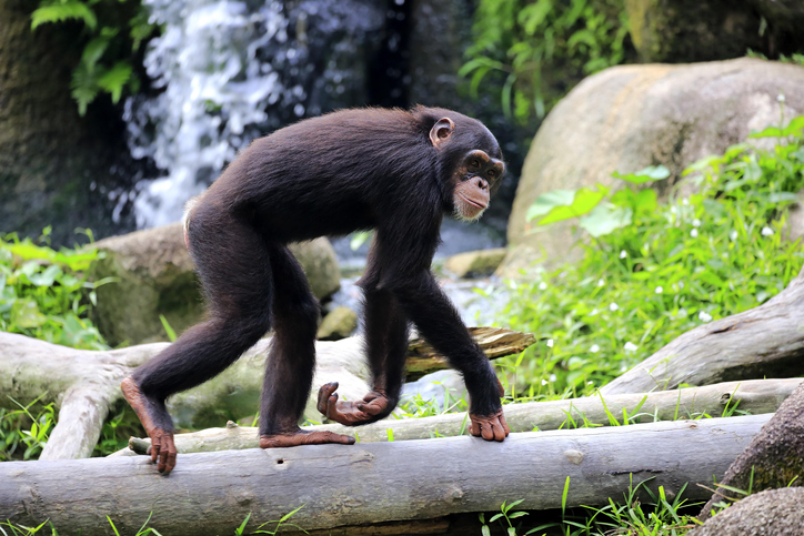 【写真】チンパンジーの歩行