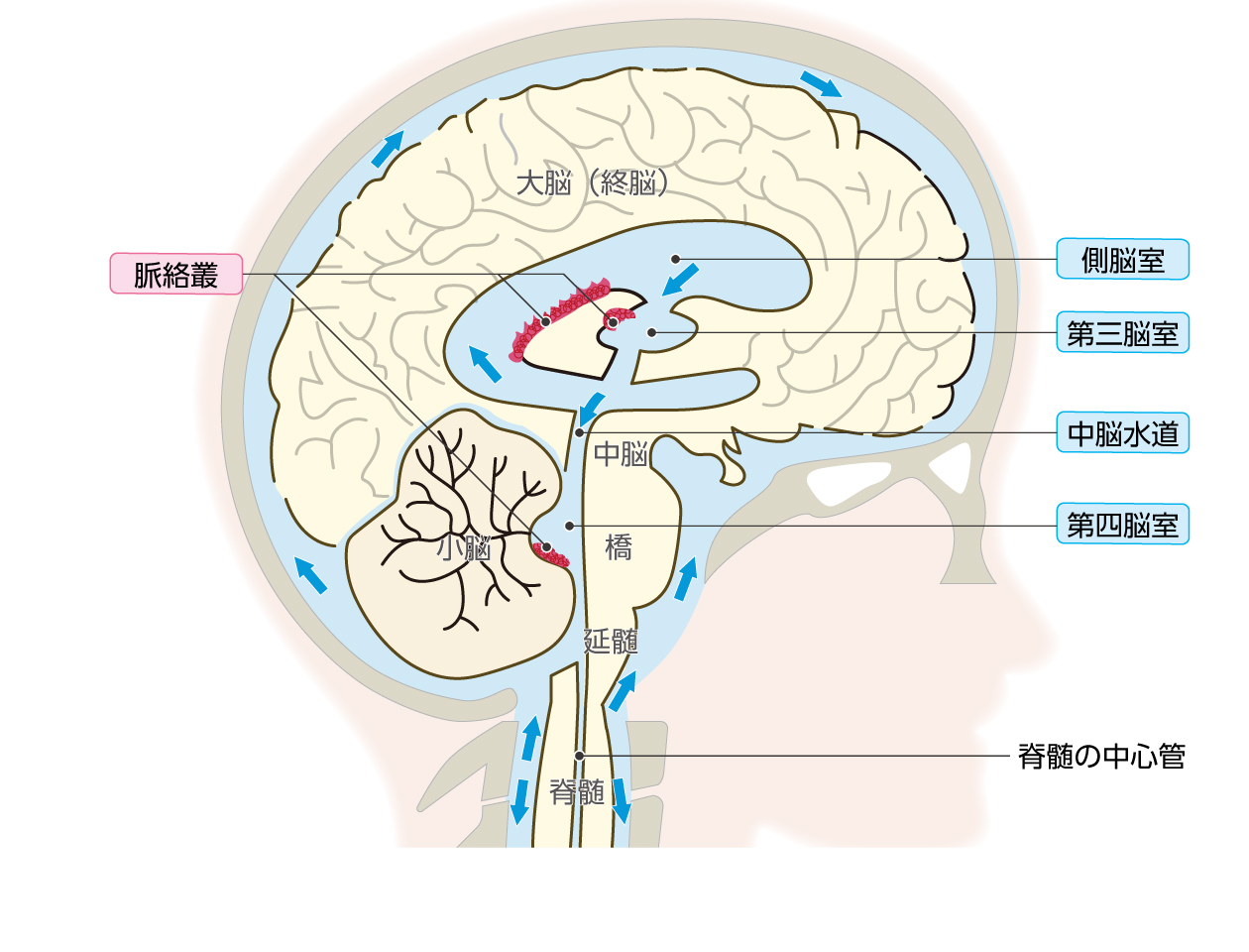【図】脳室と脈絡叢