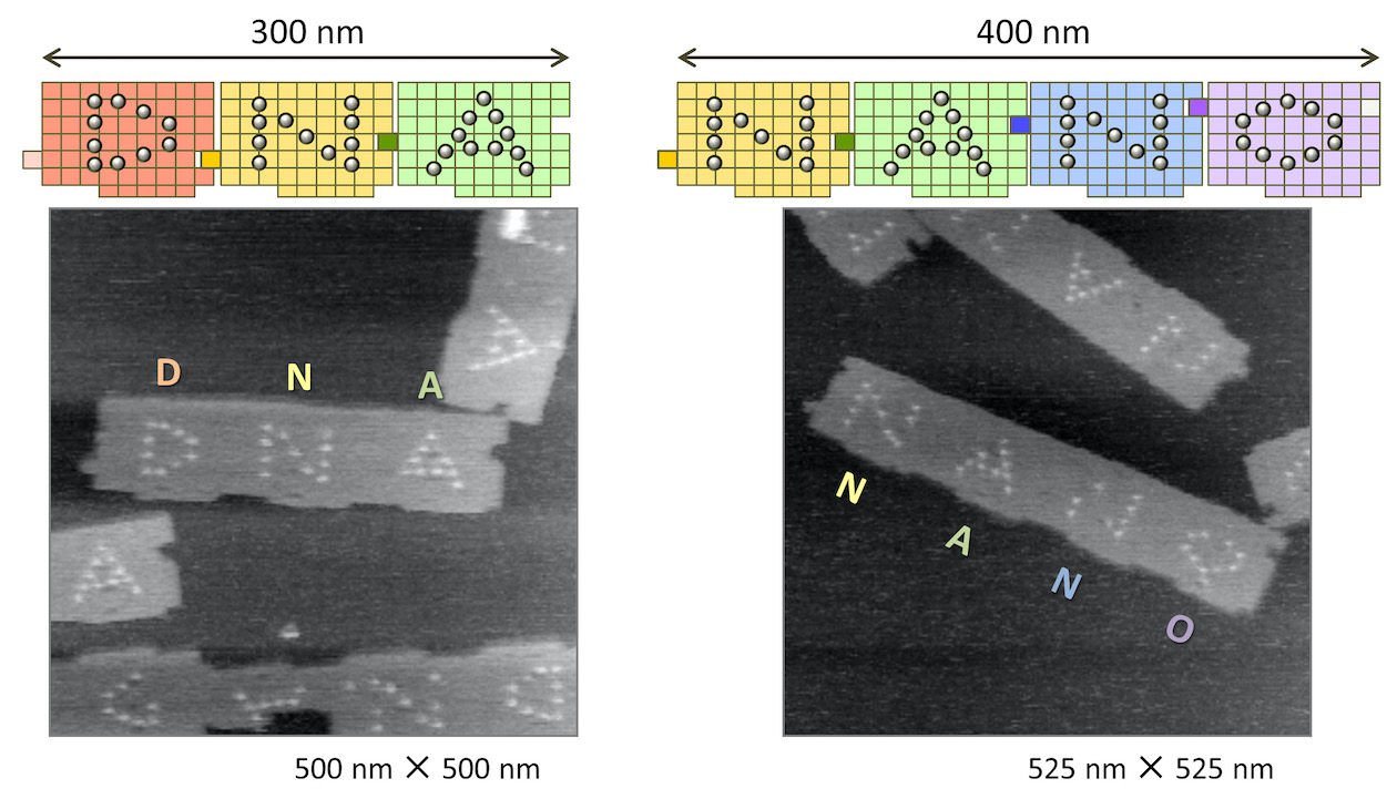 【図・写真】DNAオリガミのジグソーピースの模式図と実際のジグソーピースをAFMで観察した画像