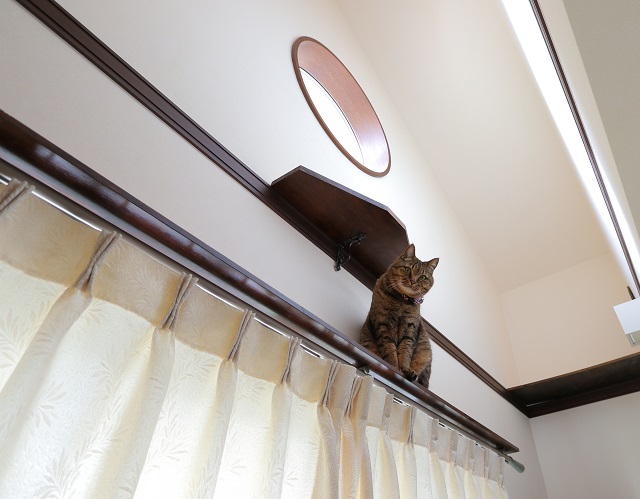 カーテンレールの上に板を置いて作ったキャットウォーク。猫が大好きな場所になっています。写真/中川ちさ