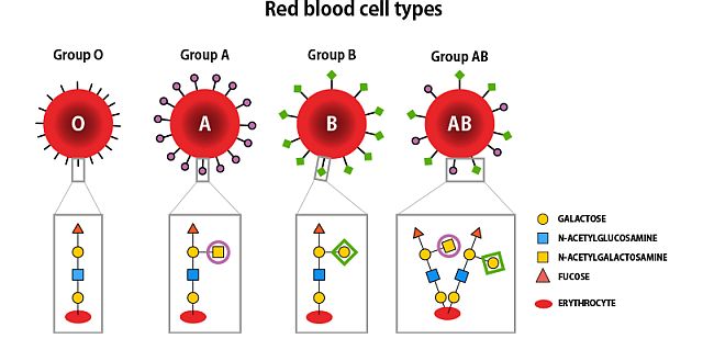 ABO式血液型と糖鎖。赤血球についている糖鎖の構造によって血液型が決まる