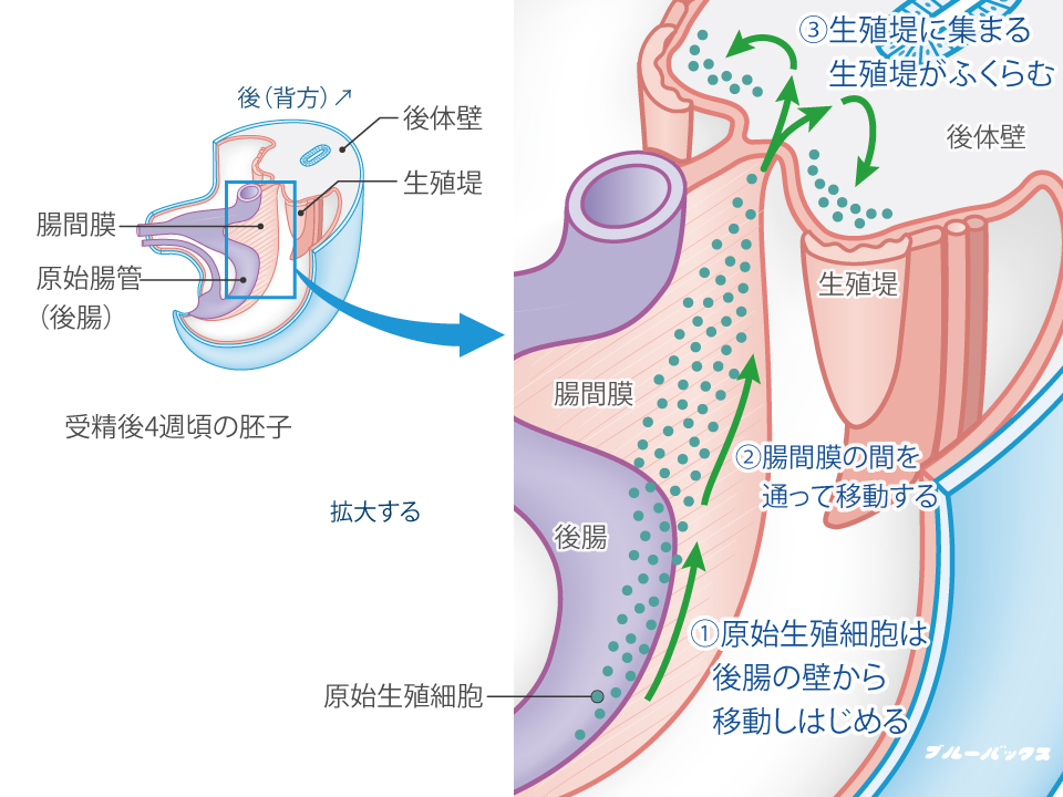 【図】原始生殖細胞の移動