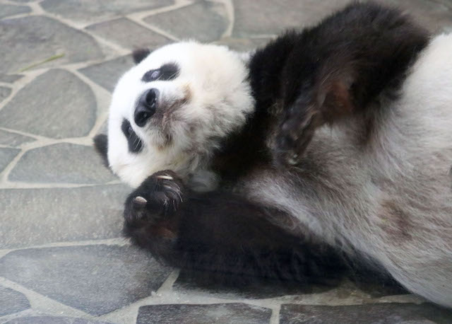 動物園のパンダの「油断した姿」にファンが“大注目”しているワケ（二木 繁美） | 現代ビジネス | 講談社（1/41）