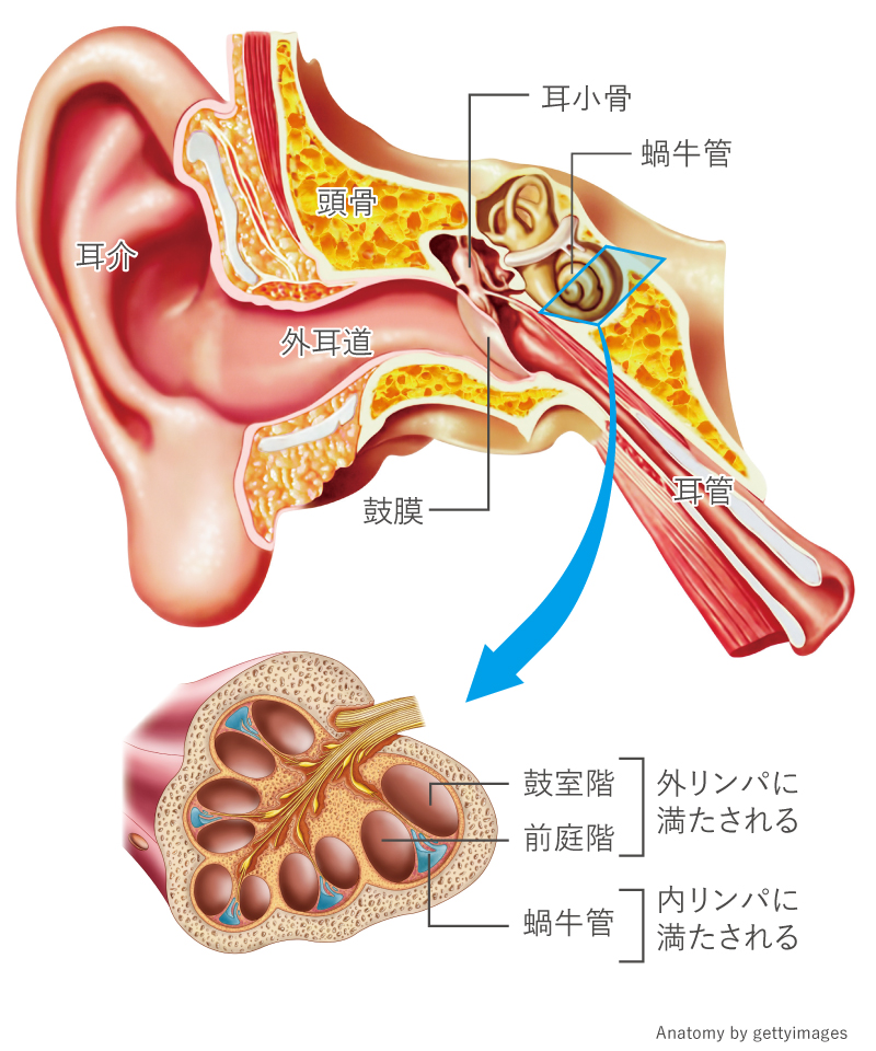 【イラスト】耳の解剖図
