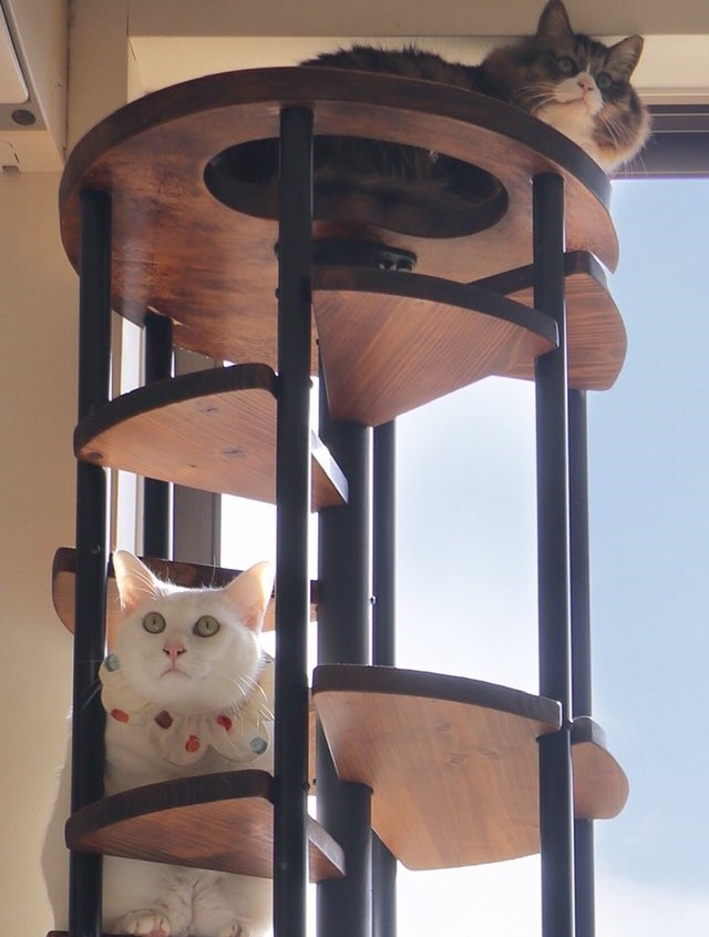 高いところが好きな猫。登れるスペースをキープも大切な要素です。写真/中川ちさ