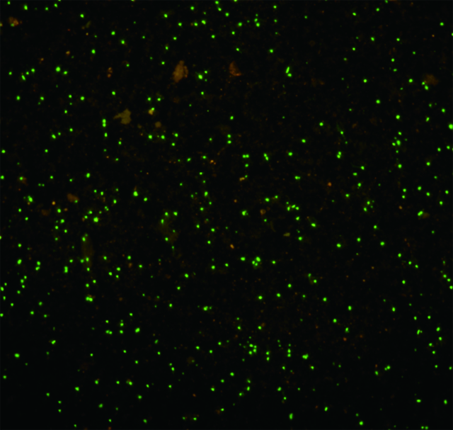 【写真】海底堆積物に存在する微生物細胞（緑色）の蛍光顕微鏡写真
