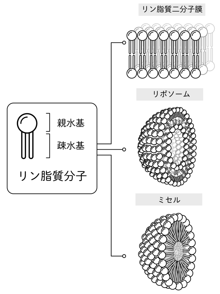 【図】生体膜の構造