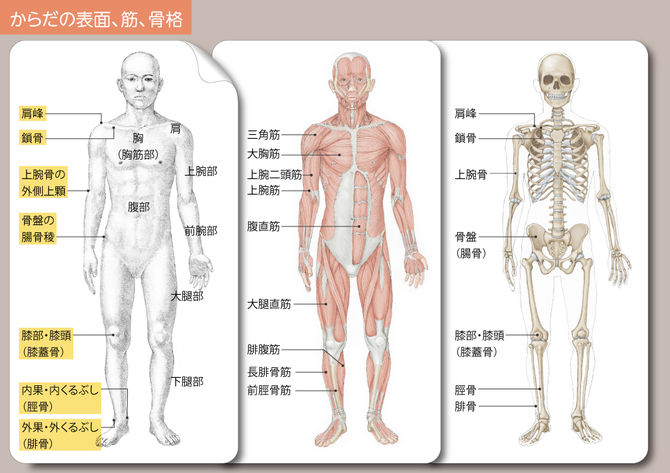 全絵描き必見 美術解剖学 を知ると人体がリアルに描ける理由 金井 裕也 からだとこころ編集部 Aオンライン 講談社 2 4
