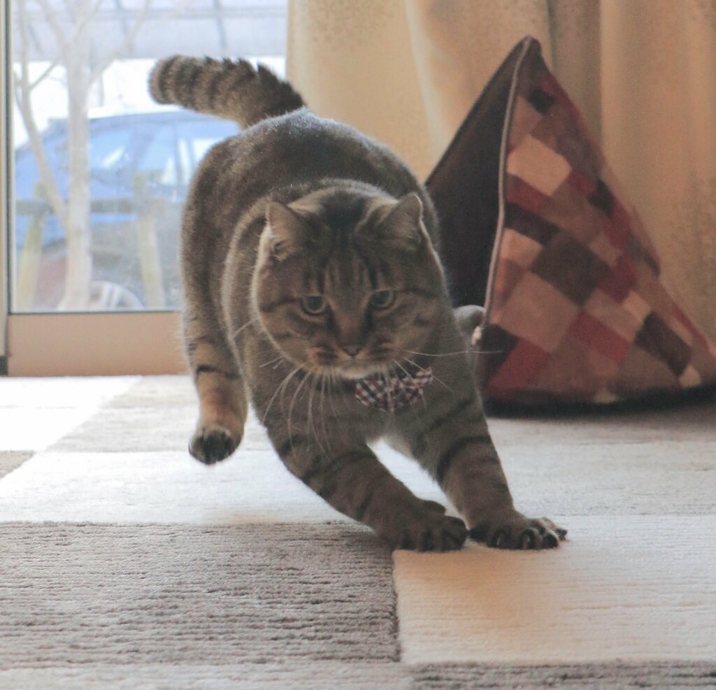 猫が激しく走ってもズレないパネルカーペット。おすすめです！写真/中川ちさ