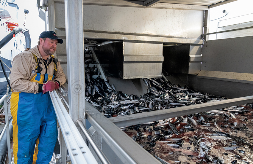 漁船のフィッシュポンプから数百トンのサバが直接加工場に送り込まれる。