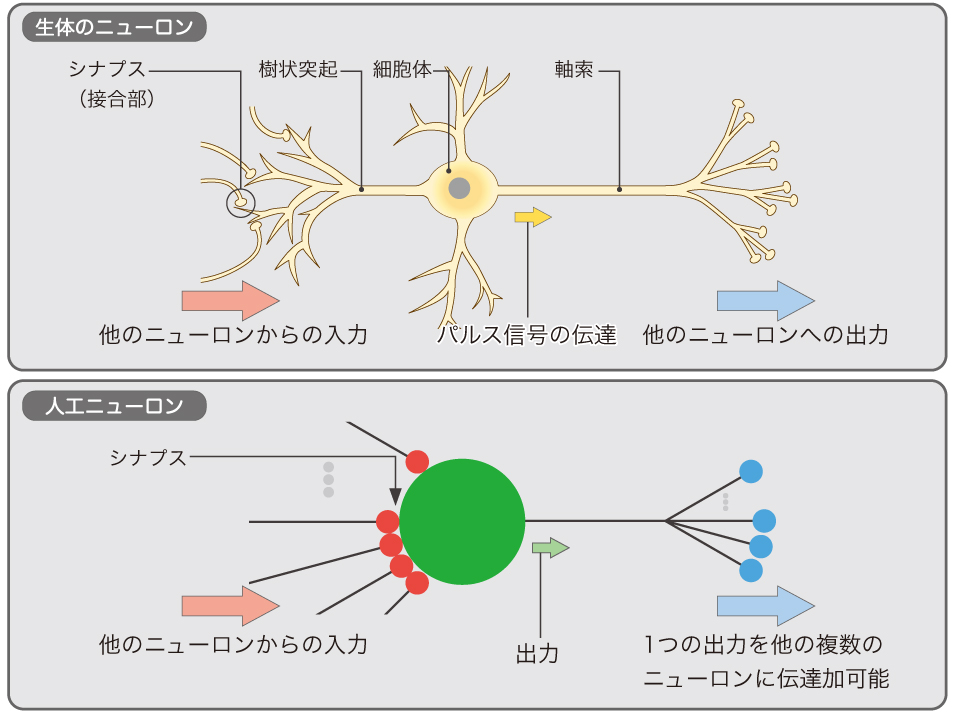 【図】ニューロンのモデル