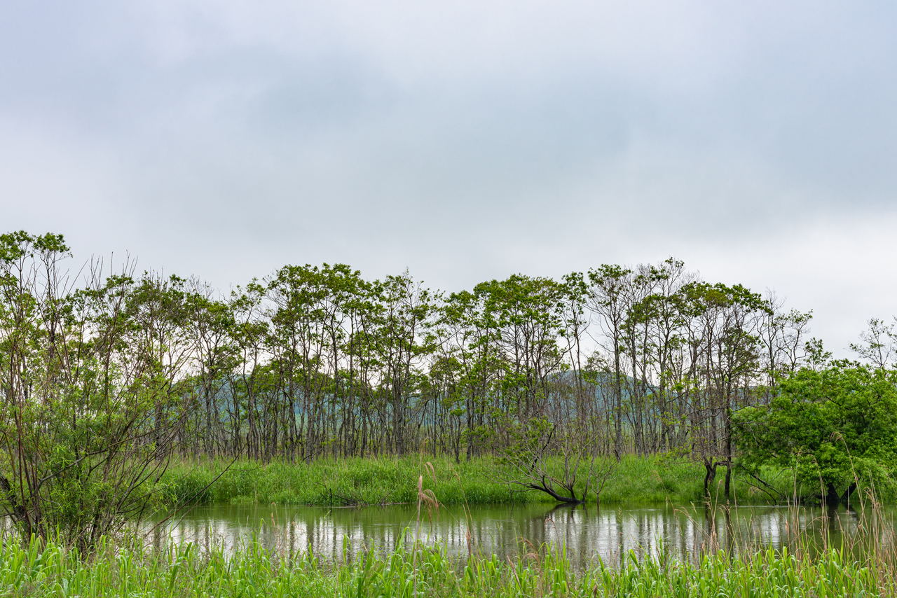 広大な湿地帯である釧路湿原（Photo by GettyImages）