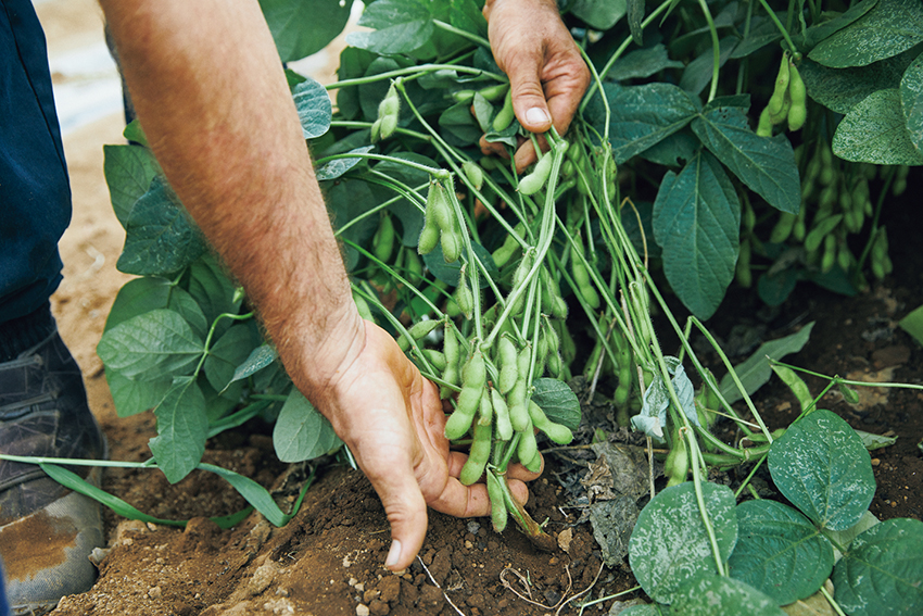 夏場に人気の枝豆を始め、丹上さんのほか2～3人で手入れをし、多品目の野菜を育てている。