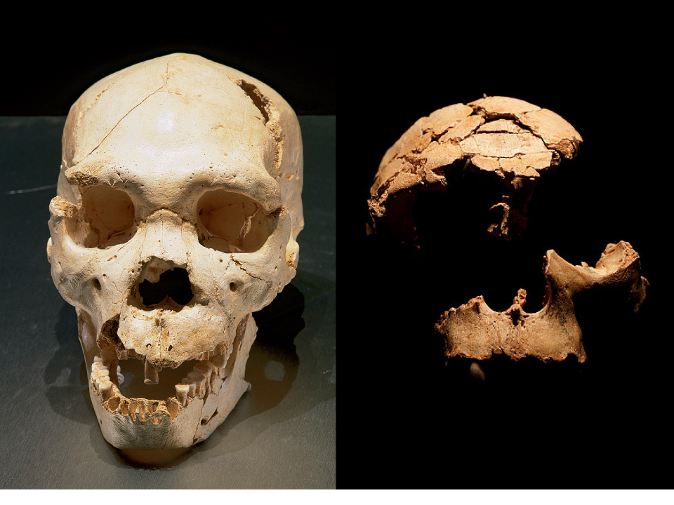 【写真】ホモ・ハイデルベルゲンシスとホモ・アンテセソールの頭骨化石