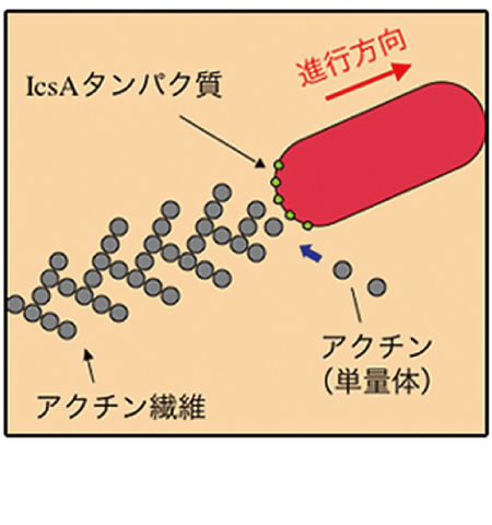 【図】侵入した細胞内で赤痢菌が移動する様子を示した模式図
