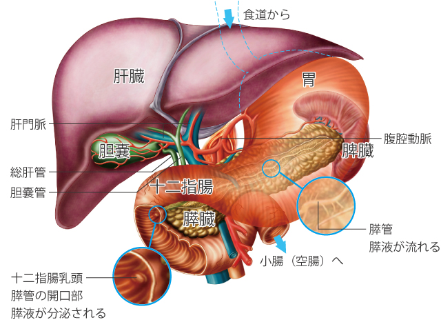 【イラスト】胃、十二指腸、膵臓とその周辺臓器